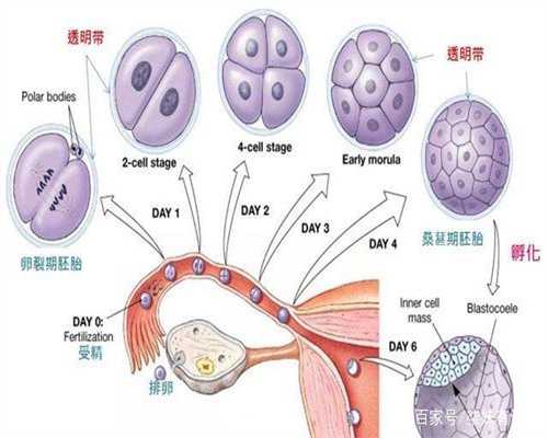 上海代孕-上海代孕医院多少钱-孕期的一个月指多少天